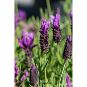 Közeli kép a Lavandula stoechas Dark Anouk-ról, egy virágzó levenduláról lila virágokkal.