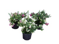 Tűzföldi mirtuszhanga magasság 5-10 cm cserép Ø kb. 10,5 cm Pernettya mucronata Tűzföldi mirtuszhanga magasság 5-10 cm cserép Ø kb. 10,5 cm Pernettya mucronata