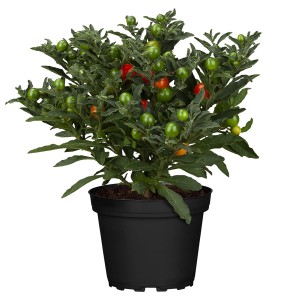Korallbokor cserépben, piros-narancssárga bogyókkal, Solanum pseudocapsicum.