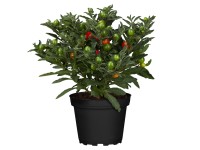 Korallbokor vörös-narancssárga válogatás cserép Ø 10,5 cm Solanum pseudocapsicum