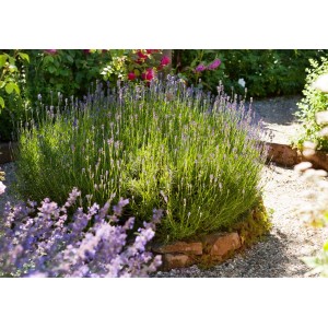 Virágzó valódi levendula (Lavandula Angustifolia) cserépben, kb. 30 cm magas, kertbe és erkélyre.