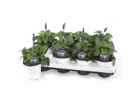 GROW by OBI zsálya Salvia far. Mystic Spires zsálya cserépátmérő kb. 13 cm