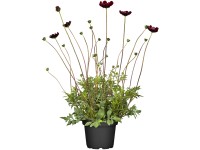 OBI csokoládéillatú pillangóvirág 