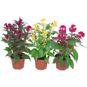 Celosia Mix cserépben, különböző színekben. Dísznövény erkélyre és kertbe.