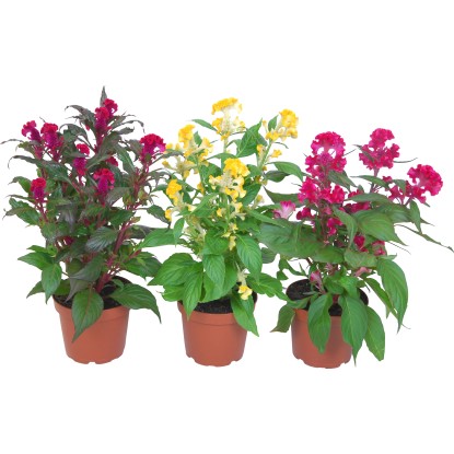 Celosia Mix cserépben, különböző színekben. Dísznövény erkélyre és kertbe.