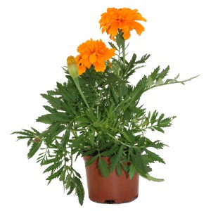 Narancssárga bársonyvirág (Tagetes patula) cserépben, kb. 9 cm Ø. Népszerű ágyásnövény ágyásokba, cserepekbe és erkélyekre.