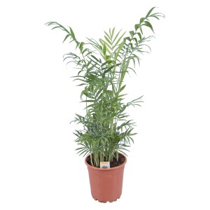 Chamaedorea elegans hegyipálma barna cserépben, szobanövény.