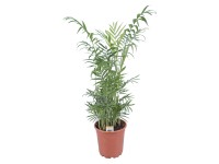 Gyompálma cserépátmérő: kb. 17 cm