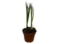 Prérigyertya kék magasság kb. 20-30 cm cserép kb. 12 cm Camassia Leichtlinii Prérigyertya kék magasság kb. 20-30 cm cserép kb. 12 cm Camassia Leichtlinii