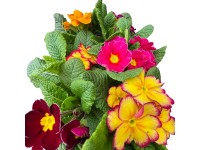 Primula 6 pack