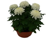 Nagyvirágú krizantém (Chrysanthemum) Nagyvirágú krizantém (Chrysanthemum)