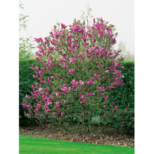 GROW by OBI Susan bíbor magnólia, kb. 110 cm magas, bíbor virágokkal.