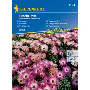 Kiepenkerl Pracht-Mix, Dorotheanthus bellidiformis, színes virágkeverék ágyásokba és erkélyekre.