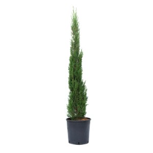 Zöld toszkán ciprus (Cupressus sempervirens) cserépben, kb. 80/100 cm magas.