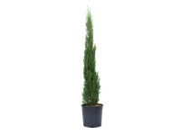 GROW by OBI toszkán ciprus kb. 80/100 cm cserép kb. 10 l Cupressus sempervirens