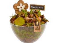 Tavaszi kompozíció kék gyöngyikékkel üveg tálban cserépátmérő: kb. 17 cm