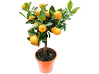 GROW by OBI citrusfa magasság kb. 40 cm cserépátmérő kb. 15 cm Citrus mitis GROW by OBI citrusfa magasság kb. 40 cm cserépátmérő kb. 15 cm Citrus mitis