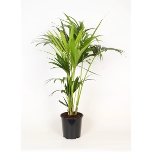Zöld Kentia pálma fekete cserépben, kb. 19 cm átmérőjű, a GROW by OBI-tól.