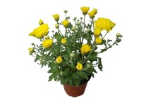 Krizantém korai 12 cm Krizantém korai 12 cm