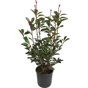 Red Robin korallberkenye cserépben, kb. 40-50 cm magas. Örökzöld cserje piros hajtásokkal.