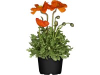 OBI izlandi mák cserépátmérő kb. 13 cm Papaver Nudicaule