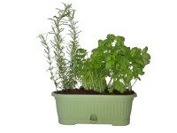 Fűszer 28 cm-es balkonládában csepegtető tálcával ételek ízesítésére Fűszer 28 cm-es balkonládában csepegtető tálcával ételek ízesítésére