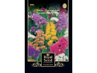 Sóvirág szk.  Royal 1