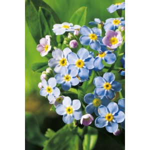 Közeli kép a kék mocsári nefelejcsről (Myosotis palustris) cserépben, tavi növény.