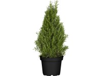 Fűszerpiramis cserépátmérő kb. 25 cm Fűszerpiramis cserépátmérő kb. 25 cm