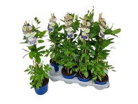 Serleglonc magasság kb. 30 cm - 40 cm cserépátmérő kb. 13 cm Serleglonc magasság kb. 30 cm - 40 cm cserépátmérő kb. 13 cm