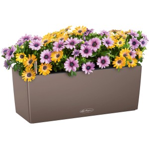 Lechuza Balconera Color 50 Muskat virágláda (50 cm) s sárga és lila százszorszépekkel.