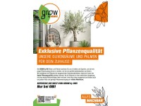 GROW by OBI olajfa magasság kb. 120 cm cserép kb. 110 l Olea europaea GROW by OBI olajfa magasság kb. 120 cm cserép kb. 110 l Olea europaea