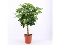 Sárkányfa fonott törzzsel 