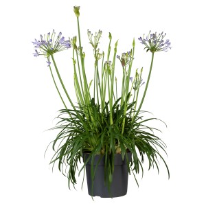 Vegyes agapanthus cserépben, kb. 60-80 cm magas, lila virágokkal. Dézsás növény napos helyekre.