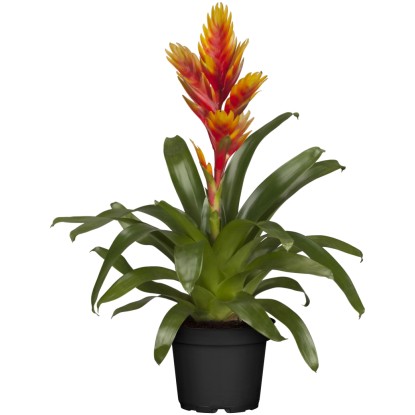 GROW by OBI Pikkelyvirág "Intenso Orange" cserépátmérő: kb. 12 cm magasság 35 cm