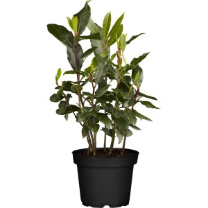 Babérbokor (Laurus nobilis) fekete cserépben, kb. 14 cm Ø, konyhába és kertbe.