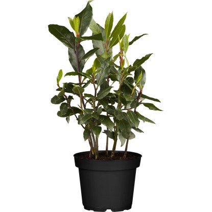 Babér bokor cserépátmérő: kb. 14 cm Laurus nobilis