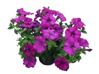 Petúnia (
