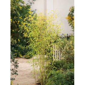 OBI Arany bambusz (Phyllostachys aurea) cserépben, kb. 30 cm Ø, örökzöldként a kertbe.
