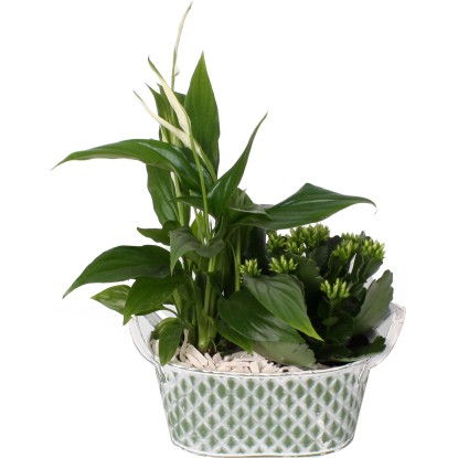 Korallvirág és vitorlavirág cink kaspóban cserépátmérő: kb. 18 cm