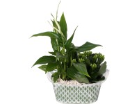 Korallvirág és vitorlavirág cink kaspóban cserépátmérő: kb. 18 cm