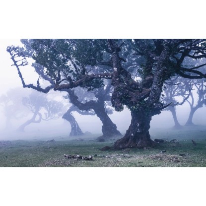 Komar vlies fotótapéta Ghost Line 400 cm x 250 cm