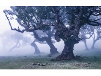 Komar vlies fotótapéta Ghost Line 400 cm x 250 cm