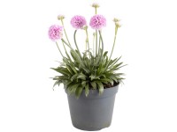 Különböző évelő növények cserépátmérő kb. 15 cm