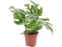 GROW by OBI könnyezőpálma mag. kb. 25-35 cm cser. kb. 12 cm Monstera Minima