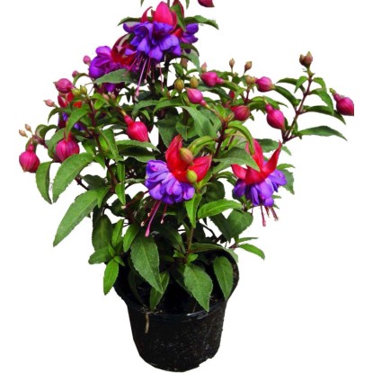Fukszia (Fuchsia) lila