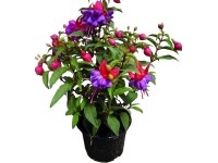Fukszia (Fuchsia) lila