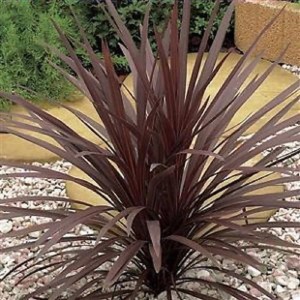 Cordyline 'Atropurpurea' cserépben, kb. 40-50 cm magas, feltűnő sötétvörös levelekkel.