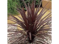 Déli bunkóliliom Cordyline Australis Déli bunkóliliom Cordyline Australis