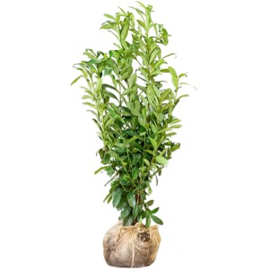Genolia babérmeggy, kb. 125-150 cm magas, bálázott. Ideális sövénynövény.